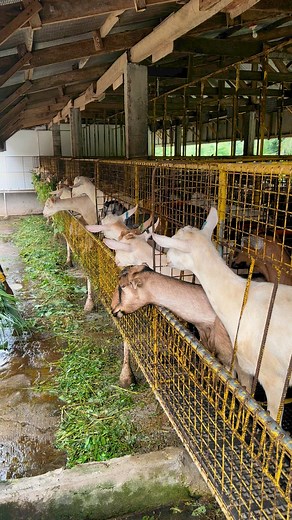 203K views · 3.3K reactions | Dairy Goat Farming in the Philippines! | Alaminos Goat Farm | Facebook