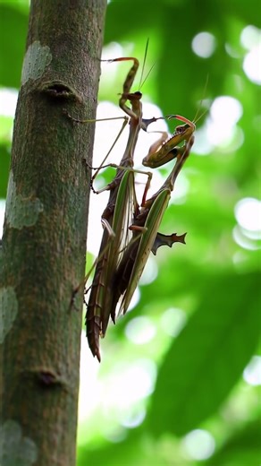 Stick Insect vs Mantis – Camouflage Clash!