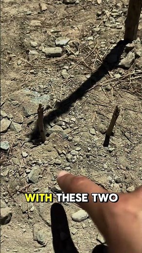 How to Find North Without a Compass 🧭