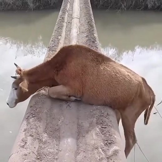 Funny Cow Fails Compilation