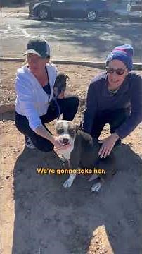 Mama Pittie and Her Nine Puppies Rescued Just in Time From Traffic | The Dodo