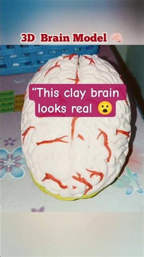 3D Brain Model For the School Science Project#air dry clay#shorts2026