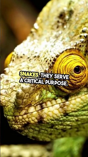 What Makes Snakeskin Patterns So Mesmerizing?