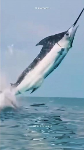 The Black Marlin: A 750kg Ocean Torpedo