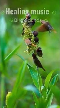Bird Healing Music 🍀🕊️ Bird Sounds for Deep Sleep #calmingsounds #relaxingsound #relaxingmusic