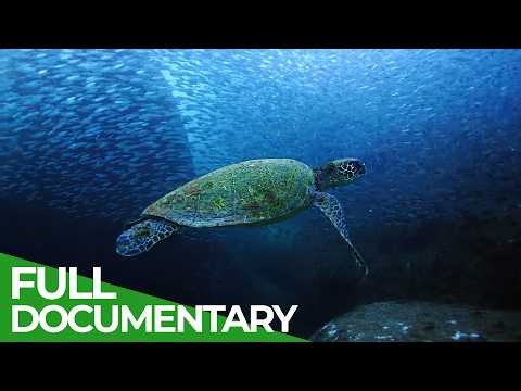 Mexico's Underwater Wildlife Kingdom | Free Documentary Nature