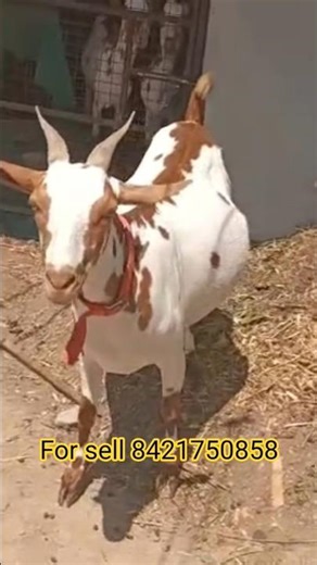 🔥 MASHAALLAH BARBARI FEMALE LOADED 🐐 | FULL HEAVY BODY 💪 | TOP QUALITY BREED 🔥 | AURANGABAD FOR SALE
