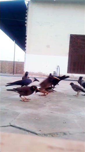 Myths About Crow Behavior Debunked wildlife nature 🍄‍🟫💕💔💞#shorts