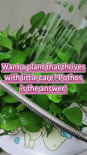 Want a plant that thrives with little care? Pothos is the answer!#planting #planttips #agriculture #planttiktok #garden