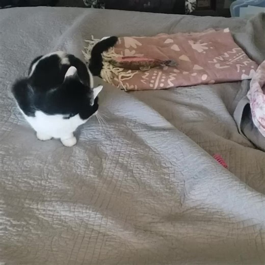 video, Colorful Cat Spring Toy, 20pcs/set Interactive Cat Spiral Toy, Plastic Springs Coil For Ki...