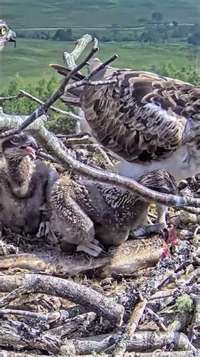 #osprey #birds #nest #nature #eagle #animals #wildlife #birdofprey
