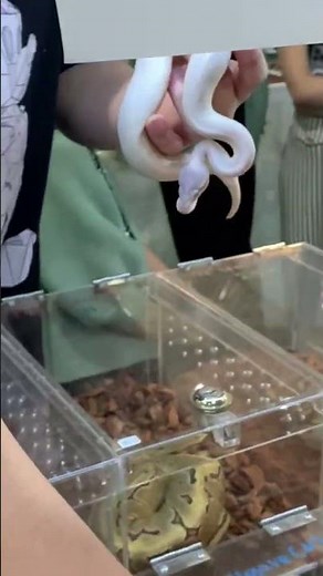 THE MOST BEAUTIFUL BALL PYTHON COLLECTION OMREY HAS EVER SEEN! THE COLORS ARE STUNNING!