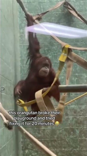 Orangutan Engineering