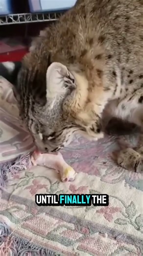 Wild Cat Trapped in a Snare 😢 | Incredible Rescue!