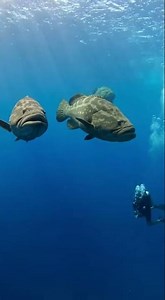 My first RL Dive in Gulf of Mexico van size jewfish