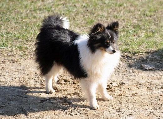 Poshie (Pomeranian X Sheltie Mix) Info, Temperament, Training, Puppies, Pictures