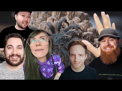 The CONFLICT and CARE of PINKTOE TARANTULAS (ft. special guests!)