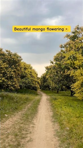 Beautiful mango flowering 🌼 #flowers #nature