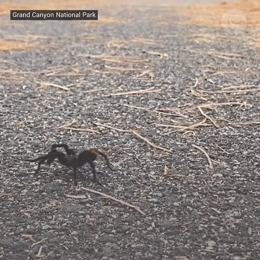 It’s tarantula 🕷 migration season at Grand Canyon National Park, which means visitors may see a lot of these giant spiders across the park. #tarantulas #migrationseason | Pattrn