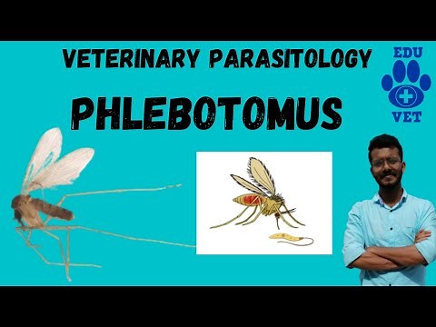 Phlebotomus-The Sand Fly-Veterinary Parasitology
