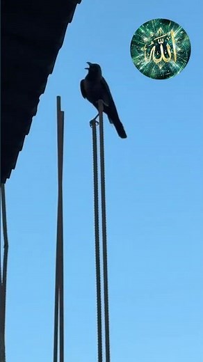 Warning Cries: Witness the innate intelligence of the crow! 📣 #crow #wildlife #nature #birds