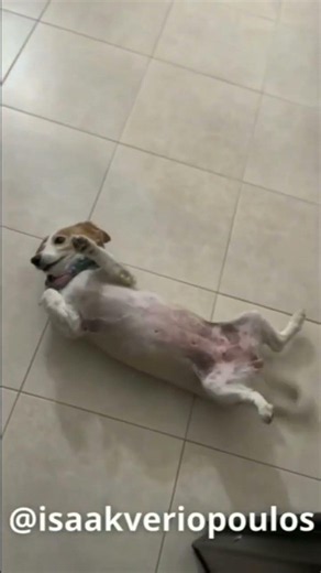 Όταν το ζώο σου σε αγαπαει υπερβολικα #funny #animals #pets #humor #comedy #doglife #humour