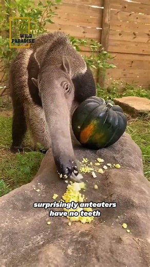 Anteater 🦡🐜🍽️ #animalfacts #nature #wildlife