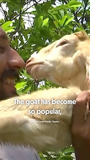 13K views · 5K reactions |  Meet Simba, the baby goat from Karachi,...