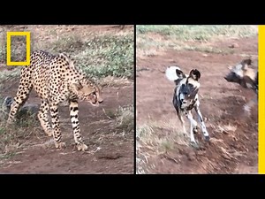 Cheetahs vs. Wild Dogs: Who Will Win This Food Fight? | National Geographic