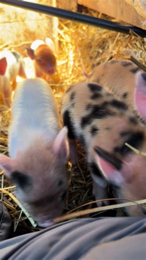 Adorable Baby Pig Noises That Melt Your Heart!