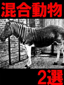 クアッガ派の興味深い動物たち