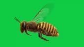 Follow flying honey bee endless loop animation on green screen this...