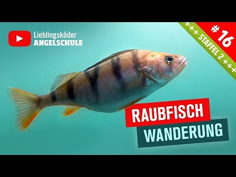 Barsch und Hecht Angeln im Herbst + Winter 🎣🐟👍 Wanderbewegung + Verteilung // Zander im Fluss 👌