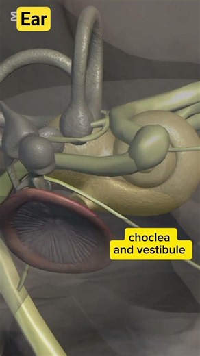 There are choclea and vestibule #humanear# #anatomy #1millionviews #3danimation #doctors#viralvideo