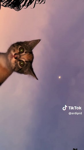 Cute Kitten Compilation: Fly High with Adorable Kitties