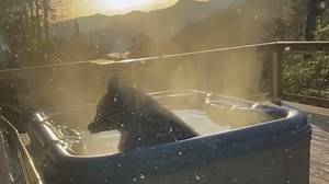 Black bear enjoys relaxing soak in couple’s jacuzzi