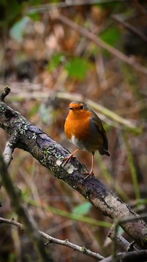 A Robin posing on a branch #robin