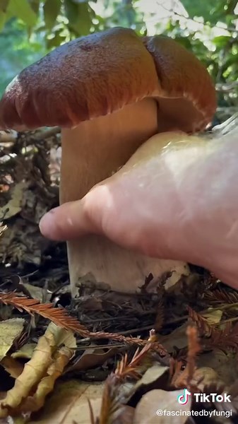 All the satisfying CHRONCHES of plucking a mushroom #mushroomasmr #mushroomhunter #mycology #oddlysatisfying #satisfying #fungi #seta #nấm #champignon