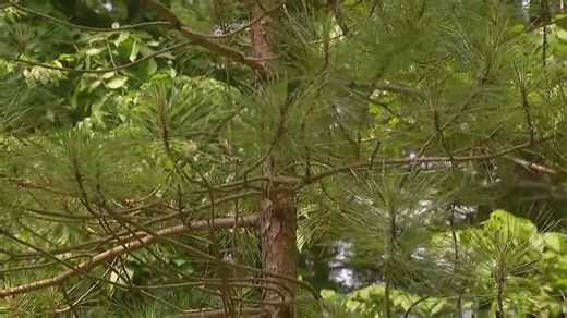 Glens Falls to harvest red pine trees to rid watershed of invasive species