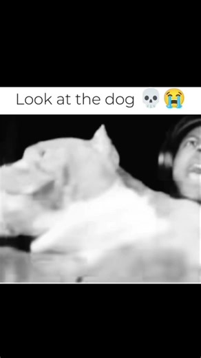 the dog was scared 😭 #darkhumor #memes #funny #comedy