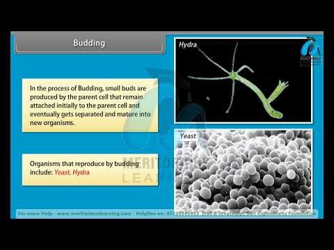 CLASS 12TH | BIOLOGY | Reproduction in Organisms | ENGLISH MEDIUM | #meritoriouslearning