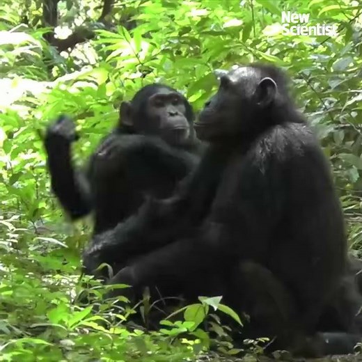 Our cousins chimps and bonobos use similar sign languages