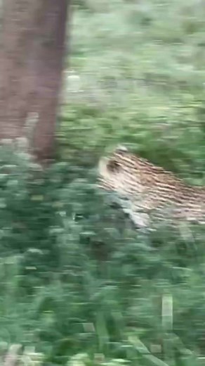 Leopard 🐆 eating #trendingreels #viralreels #reelsfb #reelsviral #reels #leopard #leopardprint #leopardgecko #leopardlove #wild #wildlife #funny | nature lover