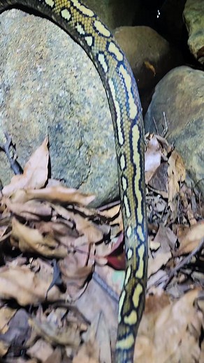 Coastal Carpet Python found at a rainforest creek. We watched it explore the creekline, moving in and out of the water as it tracked a scent through the scrub. Now that's WILD! | Wild Conservation