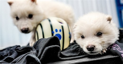 Is reviving extinct animals the way forward for conservation? | The National