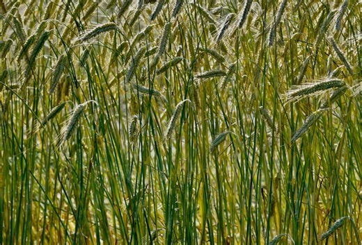 Pivot Bio Moves HQ To Minnetonka, $2B Agtech