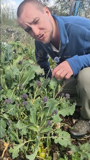 Purple sprouting broccoli might be one of the best crops you can grow.