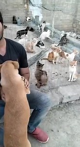 We have officially moved to the ARTS SHELTER mashallah! From now on we have a forever home for abandoned pets/recovered strays that society forget. Please support ARTS ❤️🖤 | Animal Rescue & Transportation Service Karachi