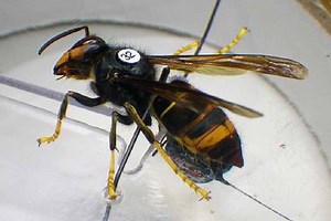 Les chercheurs traquent les frelons asiatiques jusqu'à leurs nids à l'aide d'une invention très innovante