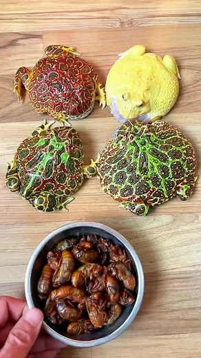 Frog Eating Crab: Watch the Red Frog Feast on Crabs in Hilarious Video!